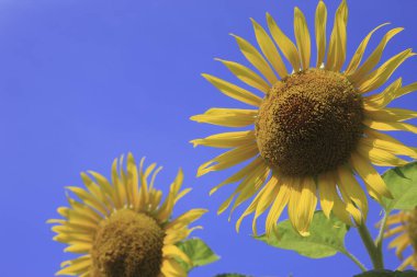 Güneşin mavi gökyüzünde parladığı güzel ayçiçekleri         