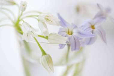 Beyaz arkaplanda mavi ve beyaz çiçekler