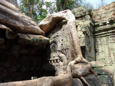 Angkor Wat tapınağındaki harabelerin üzerinde büyük ağaç kökü büyüyor.