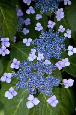 Bahçedeki güzel mavi ortanca çiçekleri