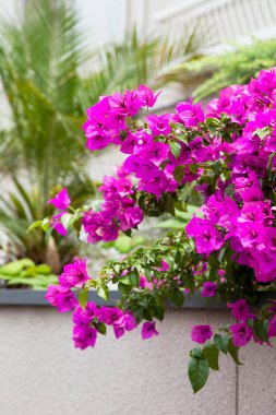 mor çiçekler ve yeşil bitkiler