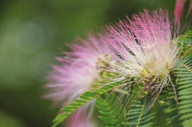 Güzel botanik fotoğrafı, doğal duvar kağıdı.
