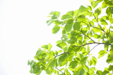 beyaz arkaplanda yeşil yapraklar