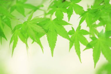 yeşil yapraklar arka plan, doğa bitki örtüsü