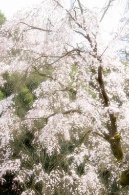 Japonya 'da kiraz çiçeği