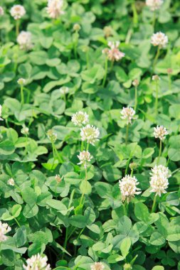 Bahar bahçesinde çiçek açan yeşil yonca