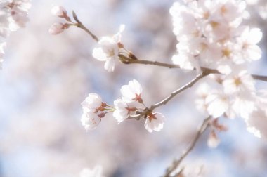 Baharda arkaplan için kiraz çiçeği ya da metin için kopyalama alanı