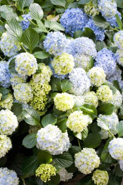 Bahçedeki ortanca çiçekleri