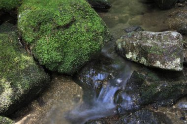 Ormanda güzel bir şelale