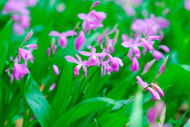 mor çiçekler ve yeşil yapraklar