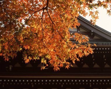 Sonbahar akçaağaç yaprakları, sonbahar mevsimi ve Japonya 'daki Kyoto tapınağı.