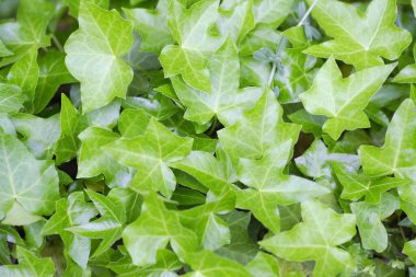 Bahçede yeşil yapraklar