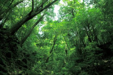 Yaz ormanlarında yeşil bitkiler, gündüz manzarası 