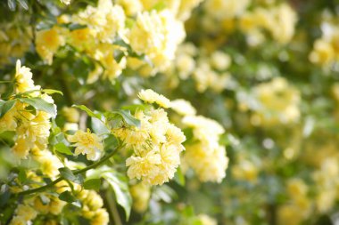 Bush sarı çiçek