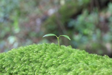 Ormanda yetişen yeşil bitki