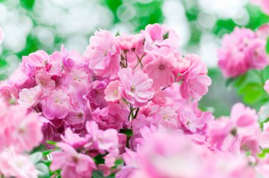 Bahçedeki güzel pembe çiçekler