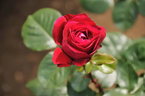 Bahçedeki Güzel Kırmızı Gül Çiçeğinin Yakın Çekim Görüntüsü — Stok fotoğraf