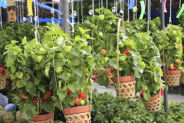 stock image beautiful exotic flowers and plants in pots and baskets hanging in the market                             