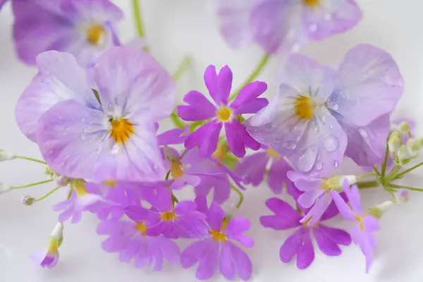 Detailní Záběr Krásné Fialové Květy — Stock fotografie