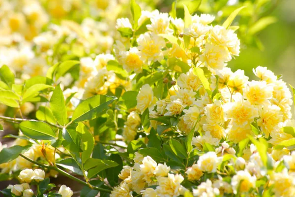 Bahçede çiçek açan güzel çiçekler