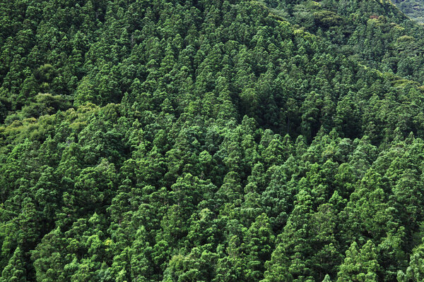 aerial view of forest in the mountains