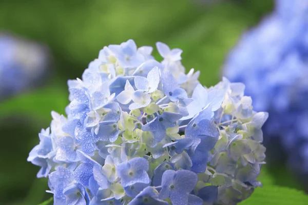 Kwiaty Hortensji Ogrodzie — Zdjęcie stockowe