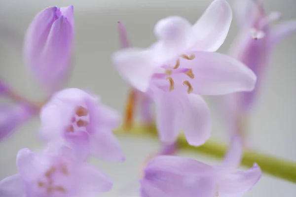 Крупним Планом Вид Красиві Рожеві Квіти Вазі — стокове фото