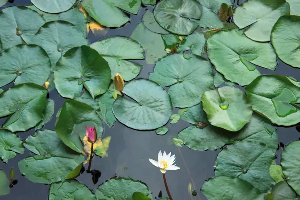 Lotus Flower Pond — Stock Photo, Image