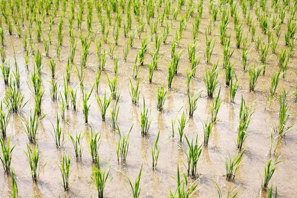 Výhonky Rýže Rostoucí Rýžovém Poli Asii — Stock fotografie