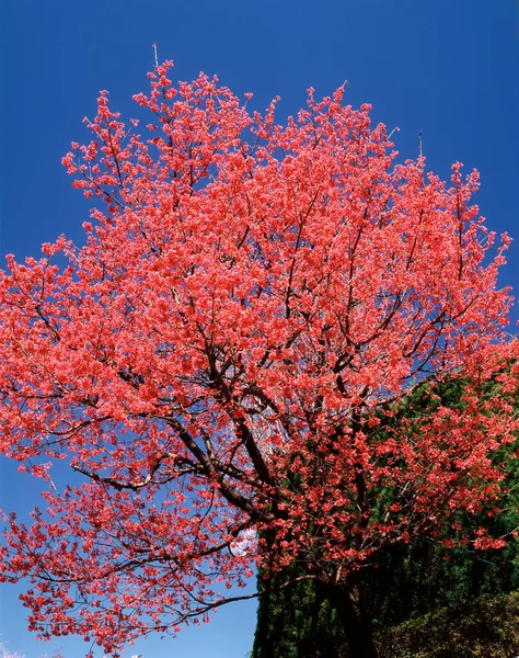 cherry blossoms in korea