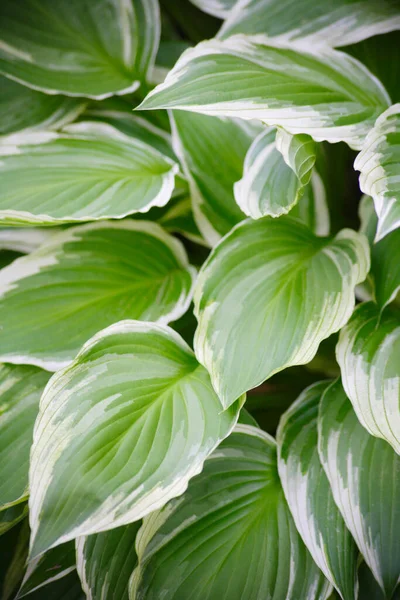 stock image Green leaves in sunlight, floral background 