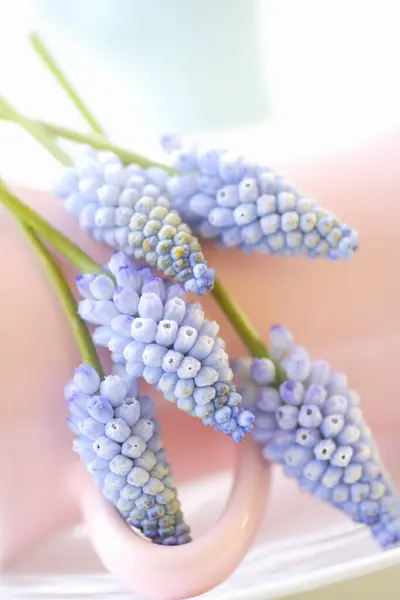 Zbliżenie Piękne Kwiaty Muscari — Zdjęcie stockowe