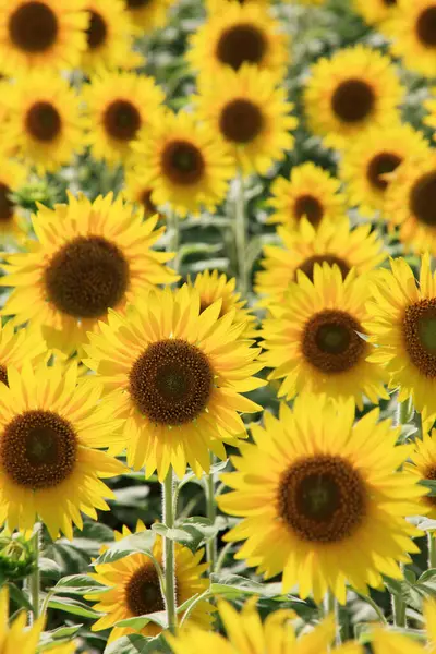 Mooi Bloeiende Zonnebloemenveld Zomer — Stockfoto