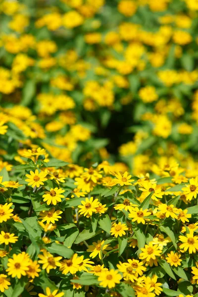 Κίτρινα Λουλούδια Στον Κήπο — Φωτογραφία Αρχείου