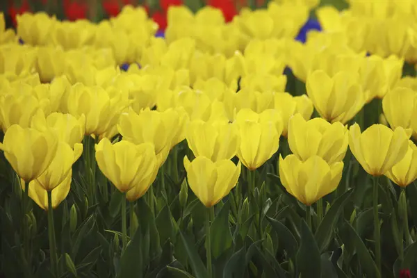 Schöner Frühlingsgarten Mit Hellen Blumen — Stockfoto