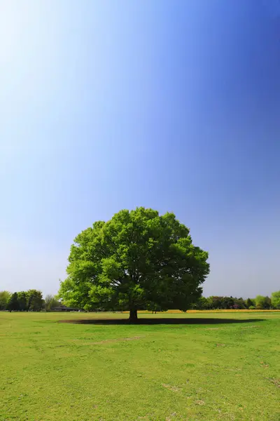 Mavi Gökyüzü Olan Tarlada Büyük Bir Ağaç — Stok fotoğraf