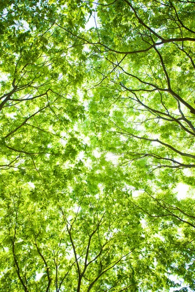 Крупный План Ветки Молодого Дерева Зелеными Листьями Солнечном Свете — стоковое фото