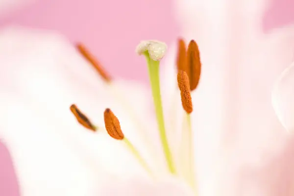 beautiful pink lily flowers on pink background. floral background