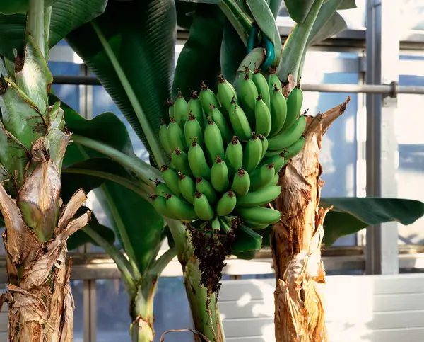 Planta Banana Verde Que Cresce Fazenda — Fotografia de Stock