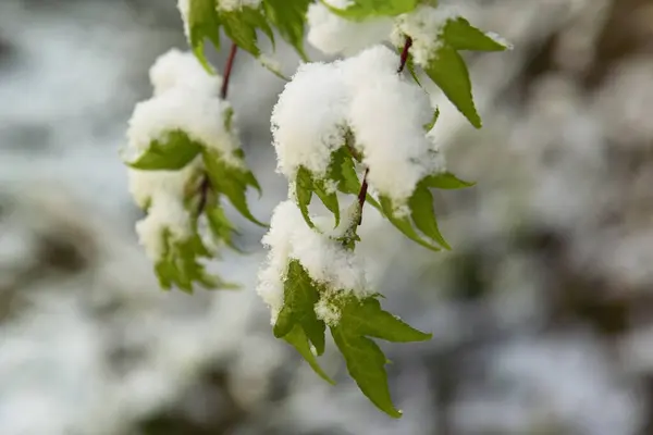 Rama Verde Árbol Cubierta Nieve —  Fotos de Stock