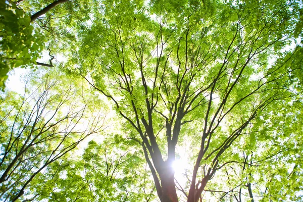 Ветви Деревьев Фоне Солнечного Неба — стоковое фото