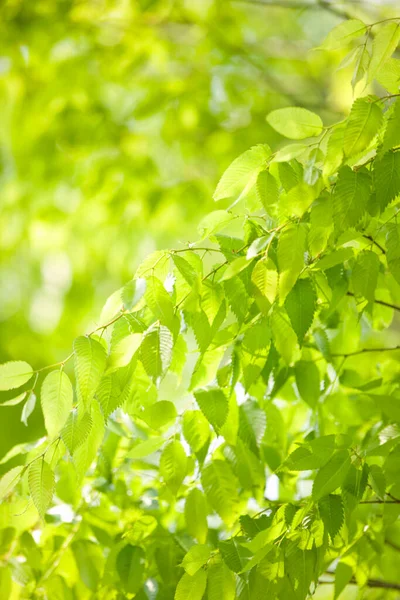 Primer Plano Rama Joven Del Árbol Con Hojas Verdes Luz —  Fotos de Stock