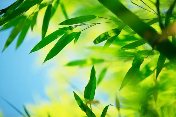 Folhas Verdes Uma Árvore Floresta — Fotografia de Stock