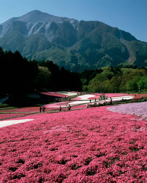 Bahçedeki güzel çiçekler