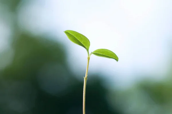 Grüne Pflanze Mit Verschwommenem Hintergrund — Stockfoto