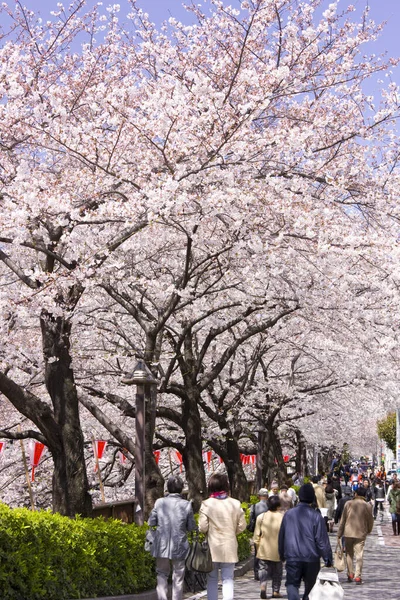 Lkbaharda Kiraz Çiçekleri Sakura Ağaçları — Stok fotoğraf