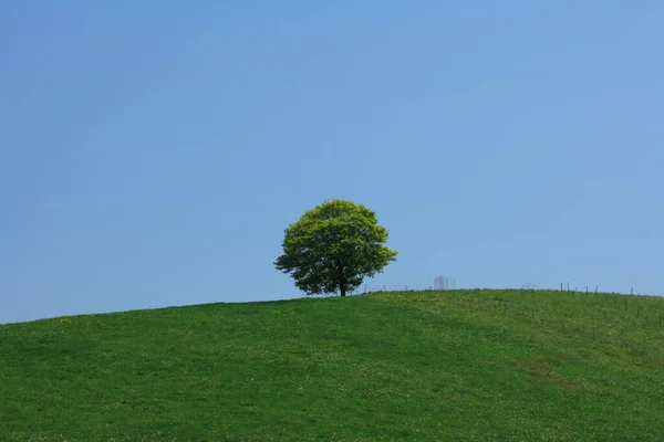 Зеленое Дерево Парке — стоковое фото