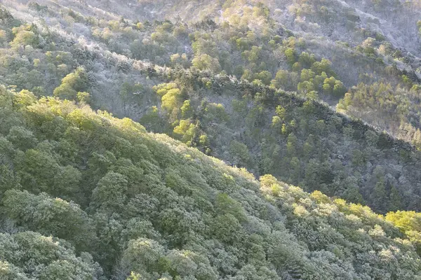 Rami Verdi Alberi Ricoperti Neve Montagne Con Foresta — Foto Stock
