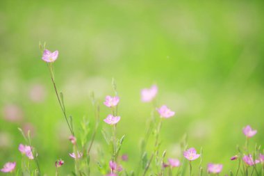 Bahçedeki güzel kozmos çiçekleri