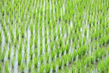 Tayland 'daki pirinç tarlaları